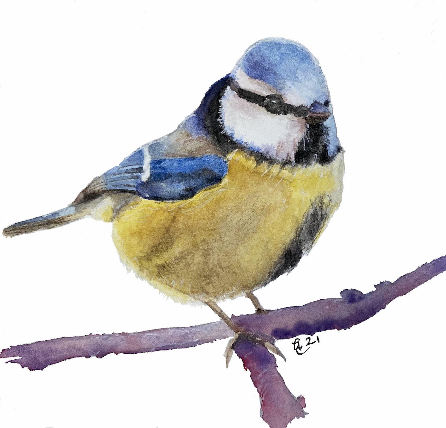 Blue Tit